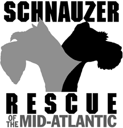 Schnauzer Rescue of the Mid-Atlantic - miniature ( mini ) schnauzer rescue. Schnauzer Rescue of miniature schnauzers in the Mid-Atlantic region including PA., MD., VA., and Washington, D.C.